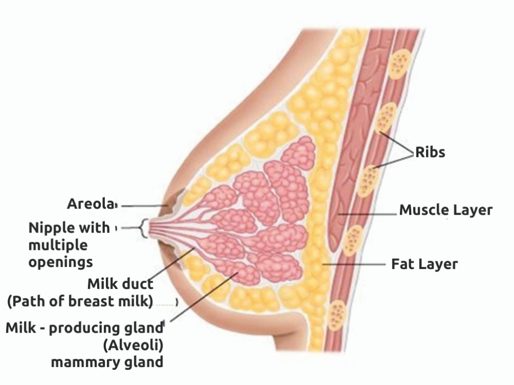 Breastfeeding