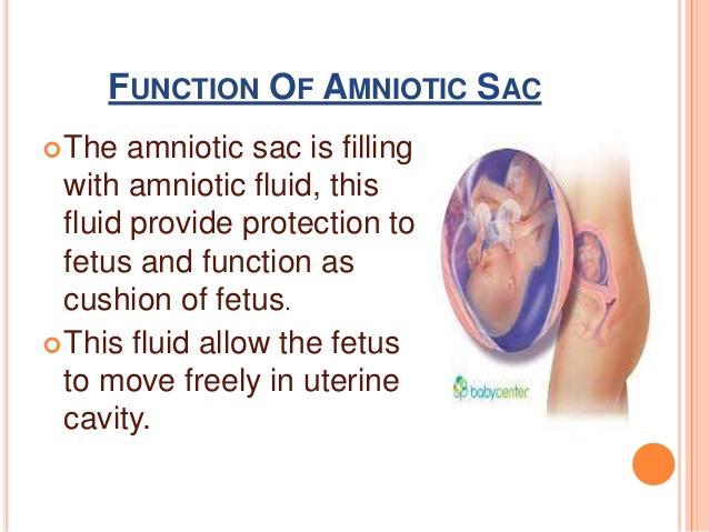 function of Amniotic Sac