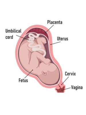 Normal Placenta